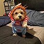 Tiny joined the competition — help win amazing prizes! dog, costume, bedroom, bed, small_dog, red_wig, striped_shirt, blue_overalls, pet, indoor, fur, cute, animal, toy_like, fabric, standing, black_nose, eyes, paws, fur_texture