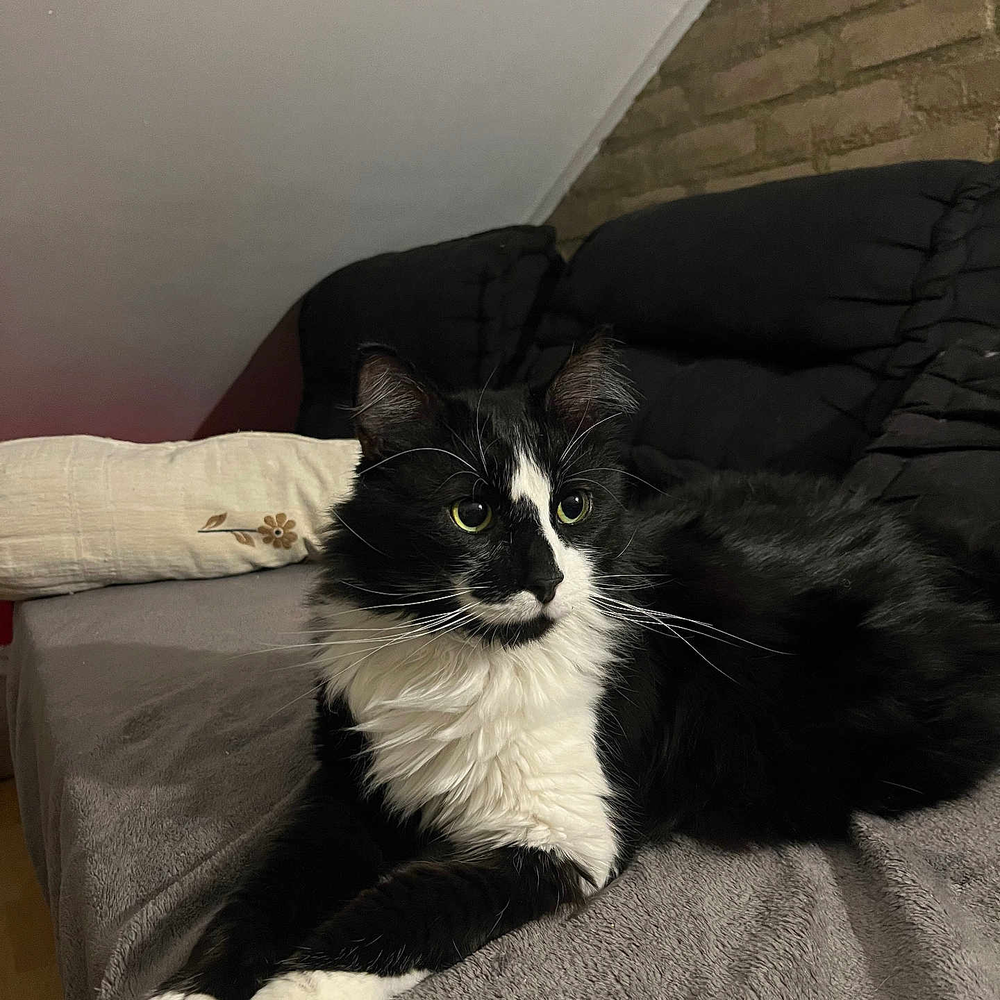 Rajah participe au concours pour gagner de l'argent avec cette photo : abyssinian, animal, architecture, bed, bedroom, blanket, building, cat, chair, couch, cushion, furniture, homedecor, indoors, interiordesign, kitten, livingroom, manx, pet, room