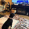 basketball, black_and_white, black_dog, collar, cozy, dog, entertainment_center, fan, fireplace, floor, flyers, home, indoors, living_room, newspapers, pet_crate, sitting, sports, television, watching_tv