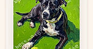Titus is registered to the contest to win money with this photo: animal, black_and_white_dog, bright_colors, canine, collar, digital_art, dog, floppy_ears, green_grass, lawn, looking_at_camera, lying_down, outdoor, painted_style, pet, portrait, tennis_ball, watermark, white_chest, white_paws