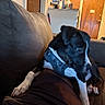 Titus joined the competition — help win amazing prizes! animal, black_and_white_dog, black_fur, candid, couch, cozy, dog, harness, home, indoor, living_room, lying_down, pet, portrait, relaxed, sitting, sofa, warm_lighting, white_fur, white_paws