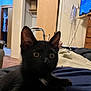 Edgar is registered to the contest to win money with this photo: black_cat, kitten, indoor, furniture, person, lap, television, dresser, cables, foot, doorway, clothing, living_room, curious, pet, animal, home, relaxing, close_up, young_cat