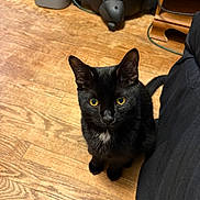 Edgar is registered to the contest to win money with this photo: animal, black_cat, cat, cozy, curious, domestic_cat, ears, feline, flooring, fur, household, indoor, looking_up, pet, small_animal, tail, whiskers, white_patch, wooden_floor, yellow_eyes
