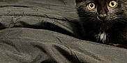 Edgar joined the competition — help win amazing prizes! black_kitten, cat, pet, animal, fur, whiskers, yellow_eyes, ears, face, bed, blanket, fabric, indoor, close_up, resting, curious, looking, domestic_animal, fur_texture, young_cat