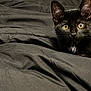 black_kitten, cat, pet, animal, fur, whiskers, yellow_eyes, ears, face, bed, blanket, fabric, indoor, close_up, resting, curious, looking, domestic_animal, fur_texture, young_cat