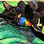 Edgar joined the competition — help win amazing prizes! adorable, animal, black_cat, close_up, cozy, cute, feline, fur, green_blanket, indoor, nap, peaceful, pet, plush_toy, rainbow_colors, relaxation, resting, sleeping_cat, snuggling, soft_texture