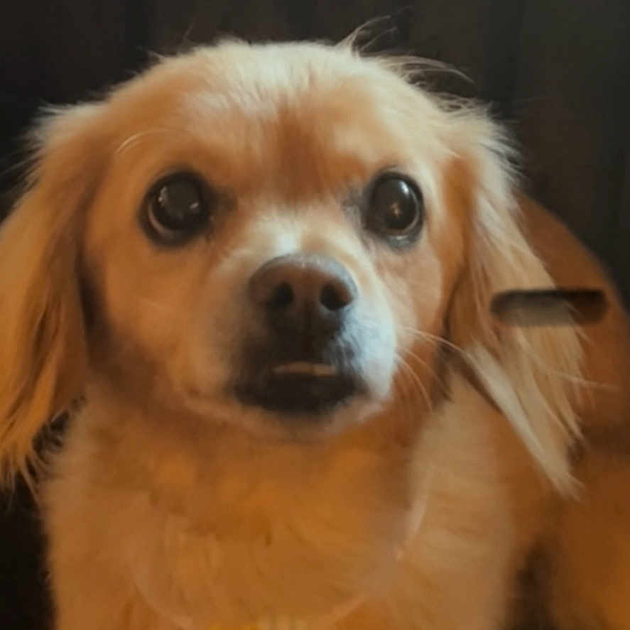 Bubba Lucky joined the competition — help win amazing prizes! animal, brown_fur, canine, collar, companion, cute, dog, domestic_animal, ears, expression, face, fluffy, fur, indoor, pet, portrait, sitting, small_dog, tag, whiskers