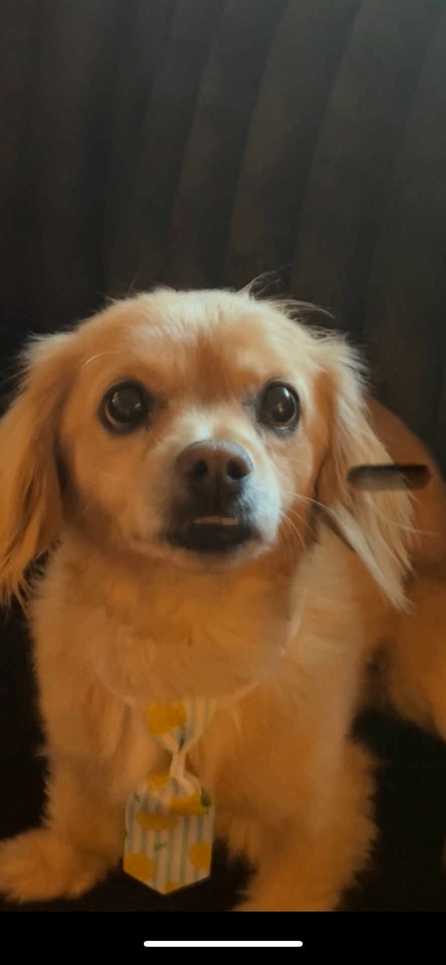 Bubba Lucky joined the competition — help win amazing prizes! dog, pet, animal, fluffy, collar, tag, brown_fur, indoor, portrait, cute, small_dog, sitting, face, ears, whiskers, fur, expression, domestic_animal, companion, canine
