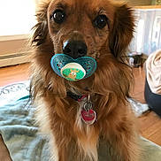Midge joined the competition — help win amazing prizes! dog, brown_dog, pacifier, pet, indoors, living_room, blanket, fur, collar, tag, floor, wood_floor, cute, animal, canine, house, domestic_animal, mammal, closeup, companion