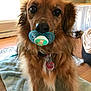 dog, brown_dog, pacifier, pet, indoors, living_room, blanket, fur, collar, tag, floor, wood_floor, cute, animal, canine, house, domestic_animal, mammal, closeup, companion