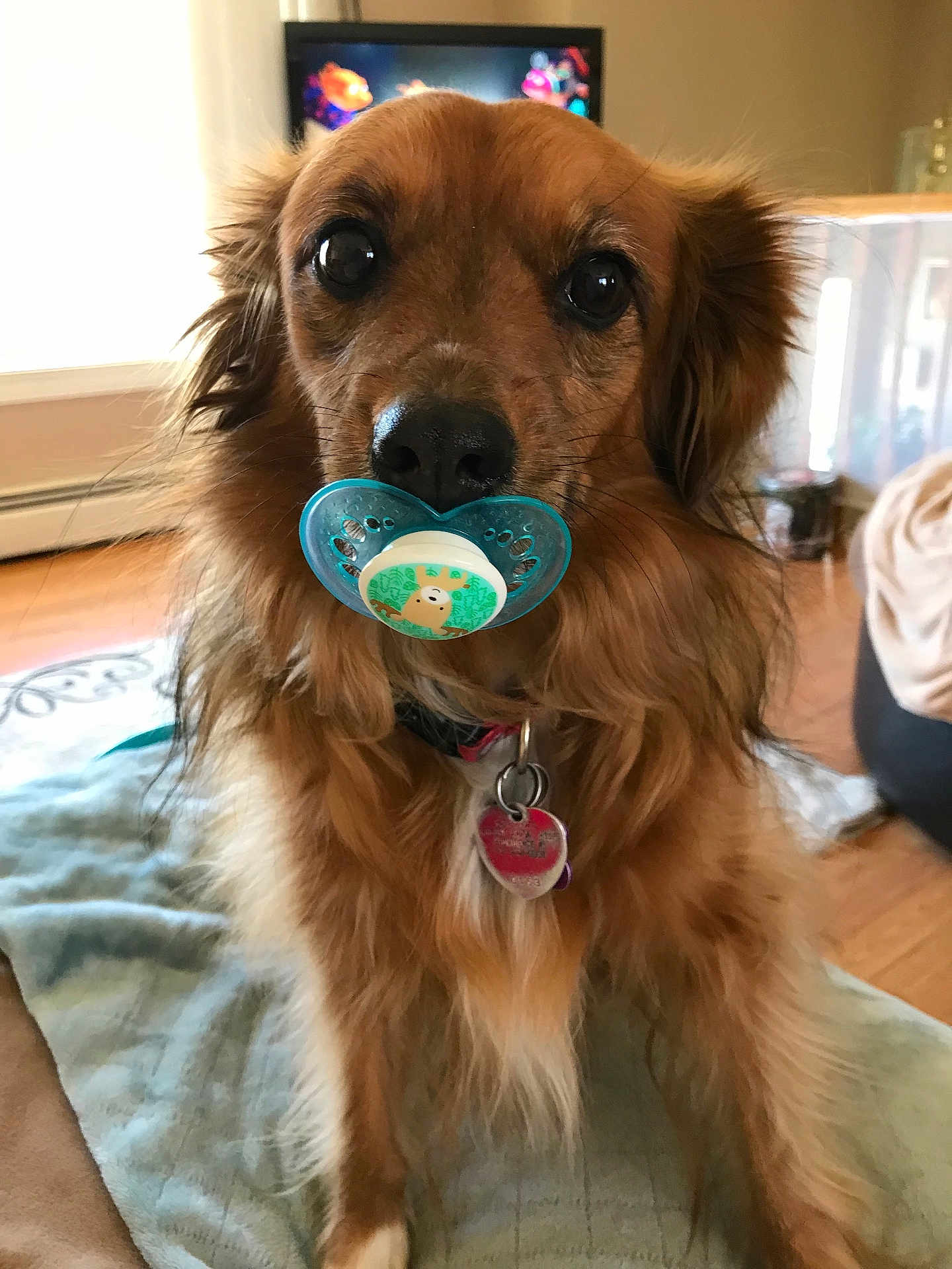 Midge joined the competition — help win amazing prizes! dog, brown_dog, pacifier, pet, indoors, living_room, blanket, fur, collar, tag, floor, wood_floor, cute, animal, canine, house, domestic_animal, mammal, closeup, companion