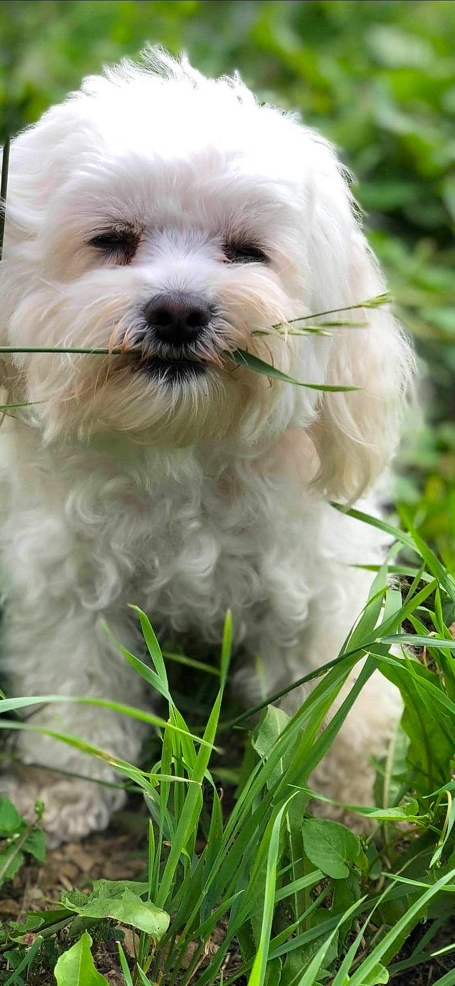 Poupette participe au concours pour gagner de l'argent avec cette photo : animal, ball, bison, canine, dog, football, grass, herbal, herbs, lawn, pet, plant, poodle, puppy, soccer, soccerball, sport, terrier, vegetation, whitedog