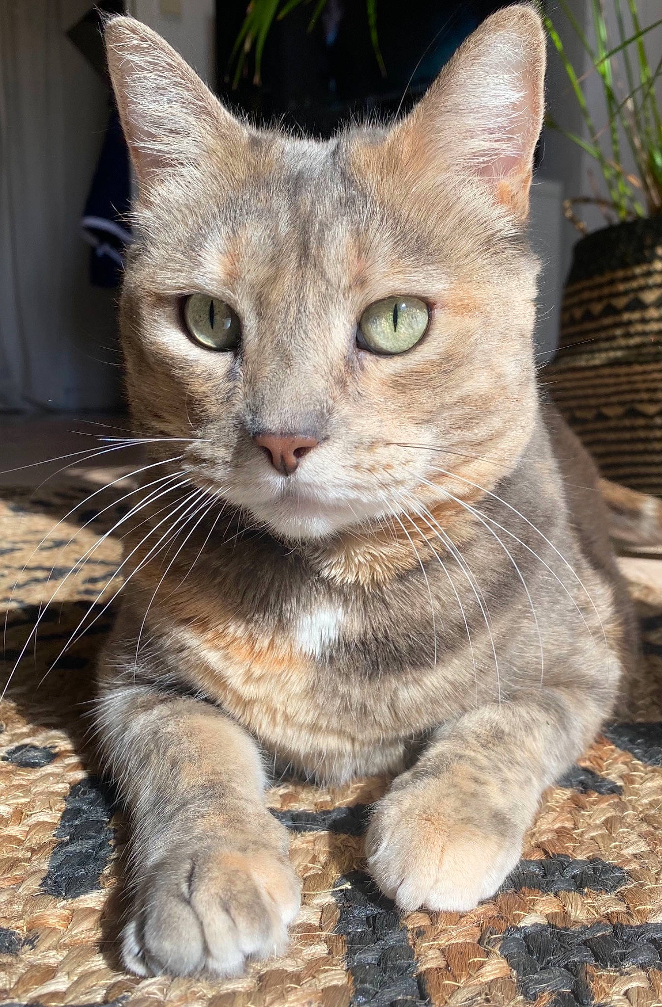 Izi participe au concours pour gagner de l'argent avec cette photo : carnivore, cat, claw, domestic_short_haired_cat, fawn, felidae, flowerpot, fur, grass, paw, photo_caption, plant, small_to_medium_sized_cats, snout, tail, terrestrial_animal, tree, whiskers, wildlife, window