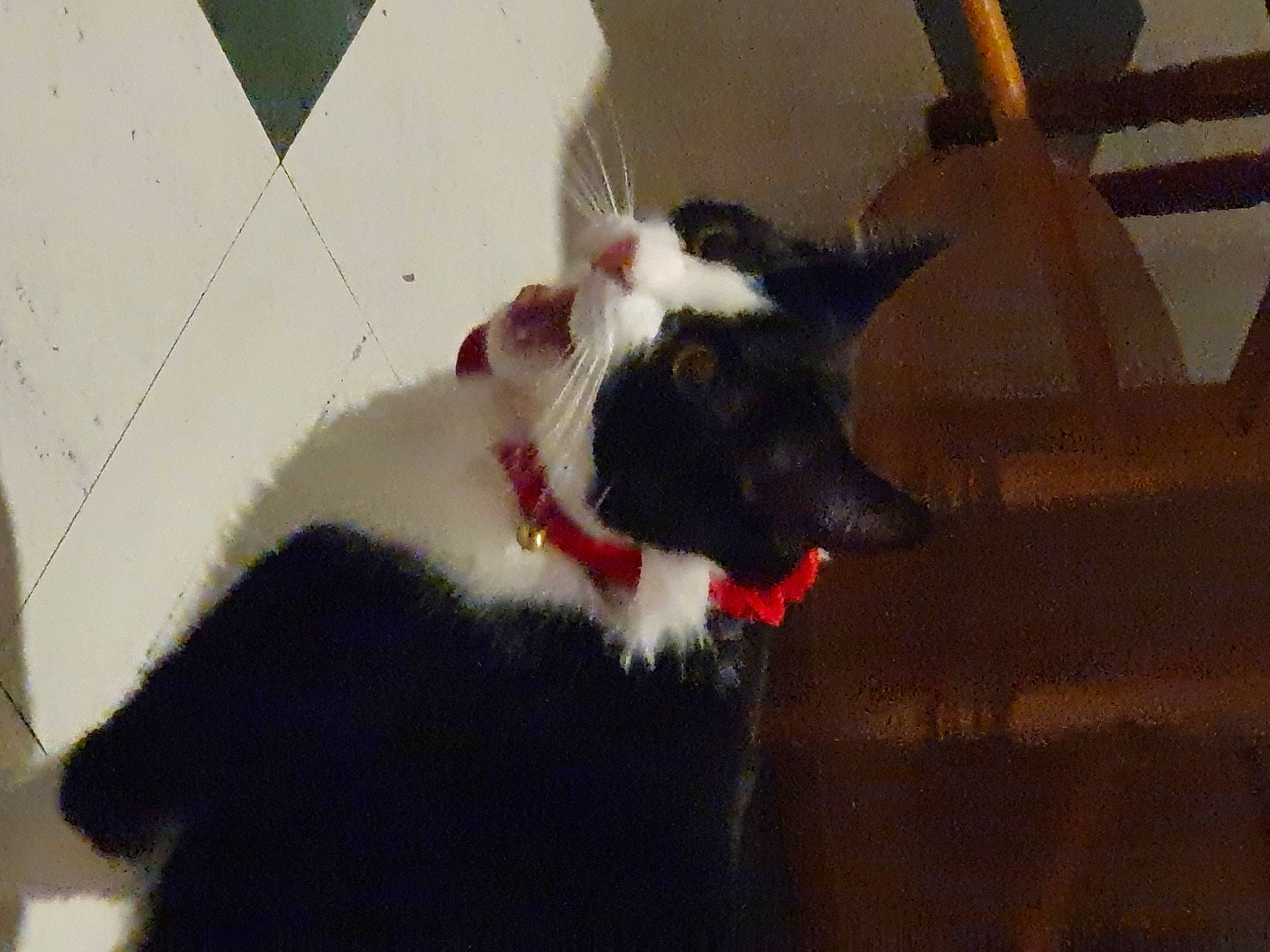 Félix participe au concours pour gagner de l'argent avec cette photo : border_collie, carmine, carnivore, claw, collar, companion_dog, dog_breed, domestic_short_haired_cat, fang, felidae, flooring, fur, pet_supply, shadow, small_to_medium_sized_cats, snout, tail, terrestrial_animal, tints_and_shades, whiskers