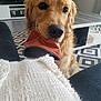 Riley participe au concours pour gagner de l'argent avec cette photo : dog, golden_retriever, pet, indoor, living_room, carpet, table, blanket, furniture, curious, brown_object, canine, animal, household, cozy, front_view, closeup, domestic, companion, cute