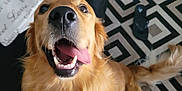 Riley a rejoint le concours — aidez-le/la à gagner de superbes lots ! dog, golden_retriever, pet, tongue_out, happy, indoor, floor, rug, pillow, couch, fur, tail, mouth_open, canine, animal, smiling, domestic, playful, closeup, sitting