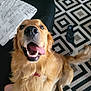 dog, golden_retriever, pet, tongue_out, happy, indoor, floor, rug, pillow, couch, fur, tail, mouth_open, canine, animal, smiling, domestic, playful, closeup, sitting