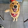 Riley a rejoint le concours — aidez-le/la à gagner de superbes lots ! dog, golden_retriever, bandana, smiling, indoor, tile_floor, pet, happy, canine, fur, animal, looking_up, domestic, companion, friendly, cute, mammal, portrait, sitting, household