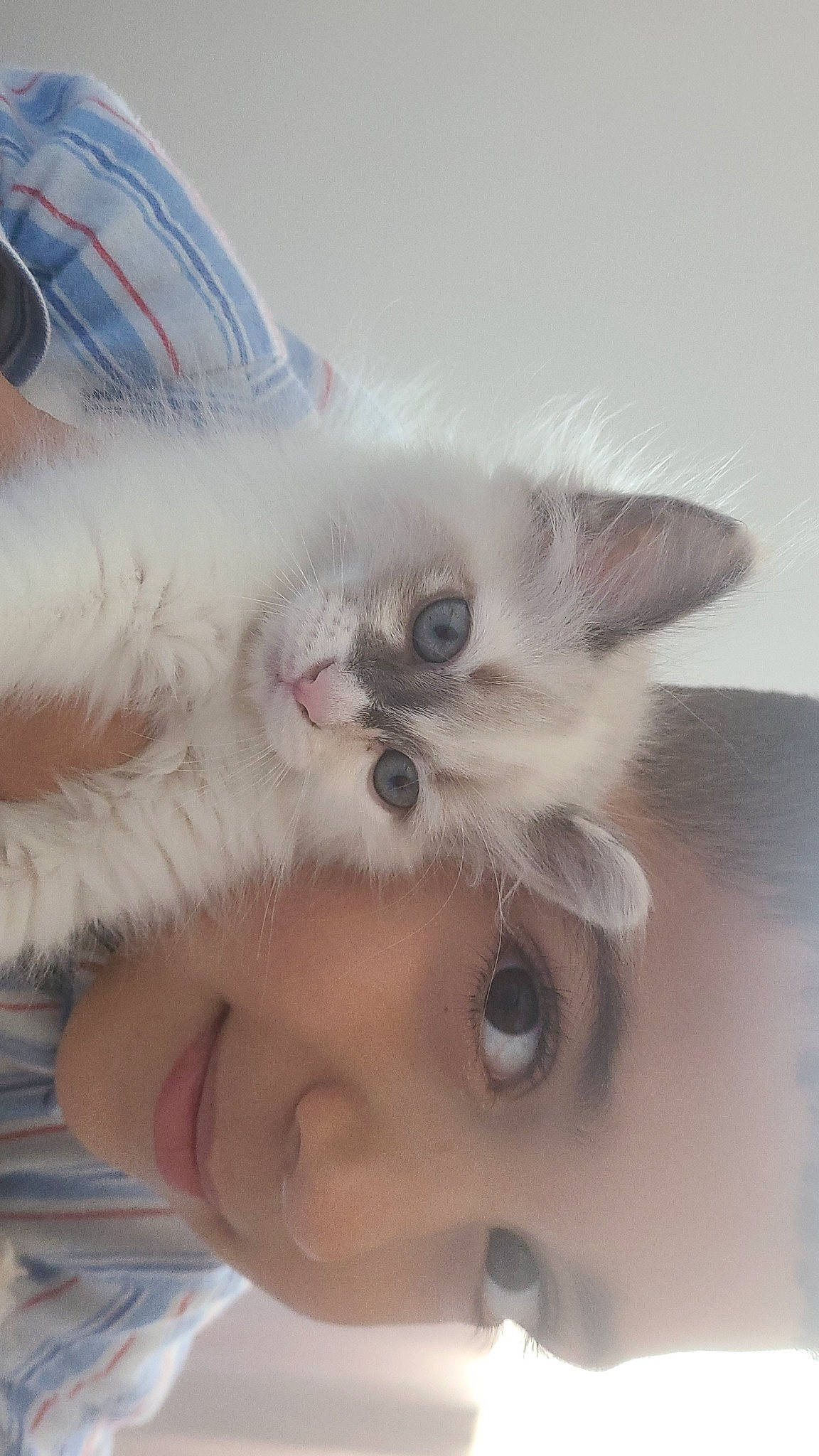 Gucci a rejoint le concours — aidez-le/la à gagner de superbes lots ! carnivore, cat, comfort, companion_dog, ear, eye, eyebrow, eyelash, fawn, felidae, fur, gesture, happy, iris, nose, paw, selfie, small_to_medium_sized_cats, snout, whiskers