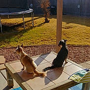 Zeke joined the competition — help win amazing prizes! animal, backyard, companionship, daylight, dog, fence, grass, nature, outdoor, pet, resting, rock_garden, shadow, summer, sunlight, table, tile, trampoline, tree, wood