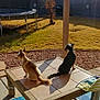 animal, backyard, companionship, daylight, dog, fence, grass, nature, outdoor, pet, resting, rock_garden, shadow, summer, sunlight, table, tile, trampoline, tree, wood