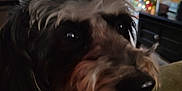 Zeke is registered to the contest to win money with this photo: animal, black, blurred_background, brown, christmas_tree, close_up, couch, cozy, curtain, decorations, dog, fur, furniture, holiday, indoor, living_room, mammal, pet, television, white