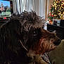 animal, black_fur, blanket, brown_fur, christmas_tree, close_up, couch, cozy, decor, dog, fur, furniture, home, indoor, lights, ornaments, pet, side_profile, television, white_fur