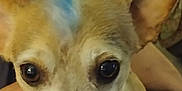 Rags is registered to the contest to win money with this photo: animal, canine, chihuahua, cockerspaniel, cushion, dog, eskimodog, face, head, homedecor, hound, person, pet, photography, poodle, portrait, puppy, snout, terrier, whitedog