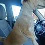 Rags joined the competition — help win amazing prizes! alert, animal, canine, car_interior, dashboard, daylight, dog, domestic_animal, ears, front_seat, fur, inside_car, looking_out, pet, seat, side_mirror, steering_wheel, transportation, vehicle, window