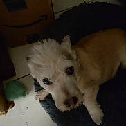 Rags is registered to the contest to win money with this photo: animal, bodypart, bulldog, canine, cockerspaniel, couch, dog, eskimodog, furniture, hound, indoors, machine, mouth, papillon, person, pet, poodle, puppy, terrier, whitedog