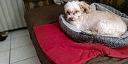Dusty is registered to the contest to win money with this photo: dog, pet_bed, blanket, couch, indoor, floor, tile_floor, furniture, living_room, white_dog, small_dog, resting, relaxed, home_interior, pillow, shelf, bookshelf, cozy, animal, domestic