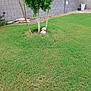 animal, backyard, brick_wall, calm, canine, dog, fence, grass, greenery, leafy_tree, nature, outdoor, pet, quiet, relaxing, shady_spot, small_dog, sunny_day, tree, yard