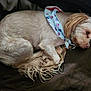 Dusty is registered to the contest to win money with this photo: dog, pet, resting, curled_up, bandana, fur, small_dog, paw_prints, cozy, sleeping, cute, domestic_animal, quilted_surface, indoor, animal, mammal, companion, cute_pet, relaxed, sleep