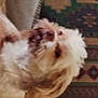 Dusty joined the competition — help win amazing prizes! canidae, carnivore, companion_dog, dog, dog_breed, ear, fawn, felidae, fur, liver, paw, shout, small_to_medium_sized_cats, sporting_group, tail, terrestrial_animal, terrier, toy_dog, whiskers, working_animal