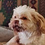affenpinscher, animal, canine, cockerspaniel, dog, face, head, person, pet, poodle, puppy, terrier, whitedog