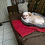 Dusty joined the competition — help win amazing prizes! animal, blanket, canine, couch, dog, dogbed, furniture, pet, puppy