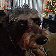 Zeke is registered to the contest to win money with this photo: adult, animal, canine, computerhardware, couch, dog, electronics, face, furniture, hardware, head, indoors, male, man, monitor, person, pet, screen, terrier, tv