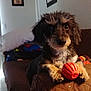 Zeke is registered to the contest to win money with this photo: animal, architecture, ball, building, canine, couch, cushion, dog, football, furniture, homedecor, indoors, livingroom, pet, puppy, soccer, soccerball, sport, tennis, tennisball