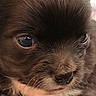 dog, puppy, brown_fur, fluffy, close_up, portrait, face, eyes, nose, muzzle, whiskers, cute, adorable, sleepy, serious_expression, indoor, bedding, soft_lighting, pet, animal