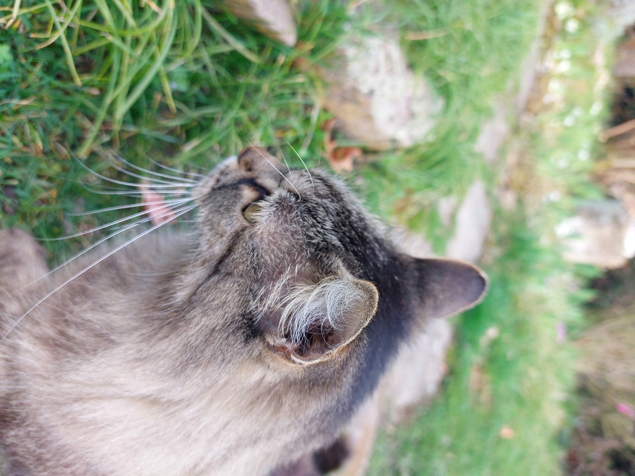 Sarah participe au concours pour gagner de l'argent avec cette photo : canidae, carnivore, cat, dog_breed, domestic_short_haired_cat, felidae, fur, grass, marsupial, plant, small_to_medium_sized_cats, snout, tail, terrestrial_animal, tree, trunk, whiskers, wildlife