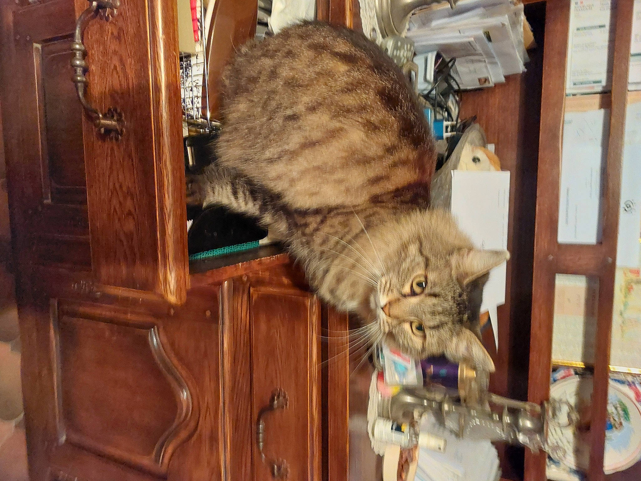 Sarah a rejoint le concours — aidez-le/la à gagner de superbes lots ! carnivore, cat, claw, domestic_short_haired_cat, door, felidae, fur, hardwood, mammal, small_to_medium_sized_cats, snout, tail, terrestrial_animal, vertebrate, whiskers, wood