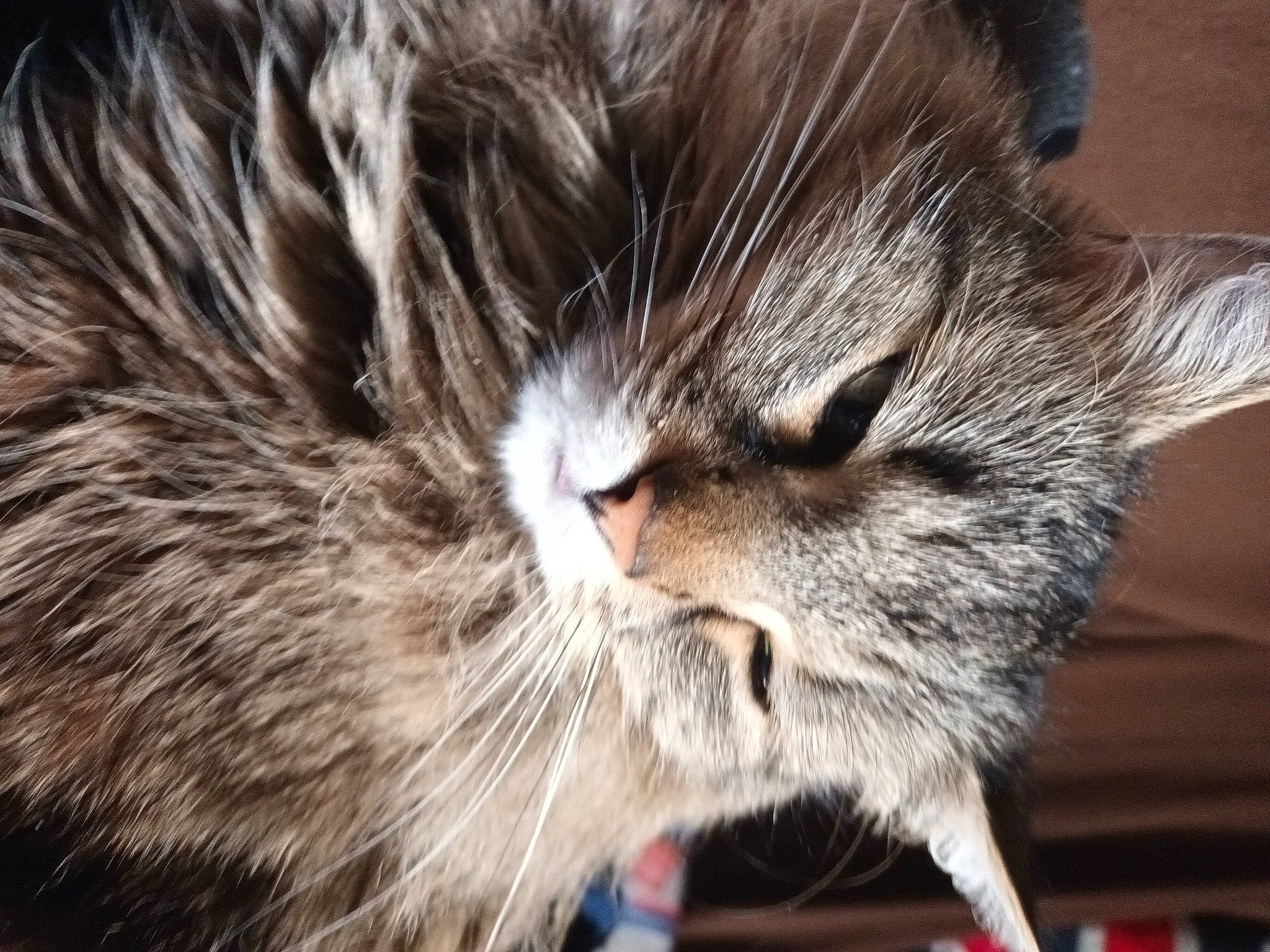 Sarah participe au concours pour gagner de l'argent avec cette photo : carnivore, cat, close_up, felidae, fur, natural_material, small_to_medium_sized_cats, snout, whiskers, wood