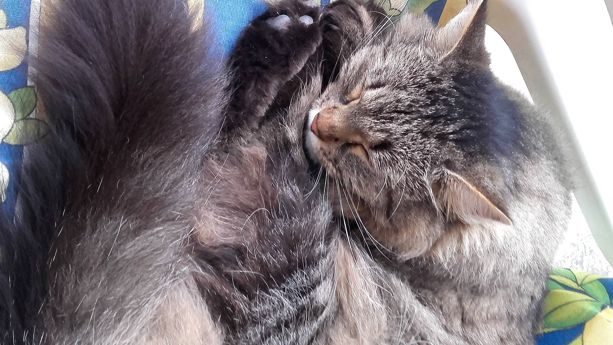 Sarah participe au concours pour gagner de l'argent avec cette photo : black_cat, bombay, carnivore, cat, claw, close_up, comfort, domestic_short_haired_cat, ear, event, felidae, fur, gesture, nap, paw, small_to_medium_sized_cats, tail, terrestrial_animal, whiskers, wildlife