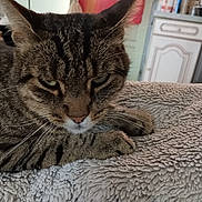 Lulu a rejoint le concours — aidez-le/la à gagner de superbes lots ! animal, blanket, cabinet, cat, close_up, domestic, eyes, feline, fur, home, indoor, kitchen, paws, pet, refrigerator, resting, soft, tabby, texture, whiskers