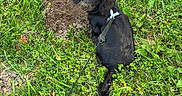 Maggie Mae joined the competition — help win amazing prizes! animal, black_dog, digging, dirt, dog, fluffy_fur, grass, harness, hole, leash, long_ears, meadow, muddy_nose, nature, outdoor, pet, puppy, soil, wildflowers, yellow_flowers
