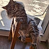 Udson a rejoint le concours — aidez-le/la à gagner de superbes lots ! cat, fluffy, chair, wooden, indoor, relaxing, pet, feline, long_hair, paw, window, door, floor, sunlight, shadow, home, domestic, cute, animal, resting