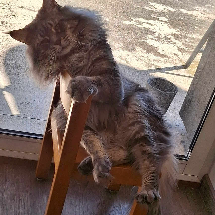 Udson a rejoint le concours — aidez-le/la à gagner de superbes lots ! cat, fluffy, chair, wooden, indoor, relaxing, pet, feline, long_hair, paw, window, door, floor, sunlight, shadow, home, domestic, cute, animal, resting