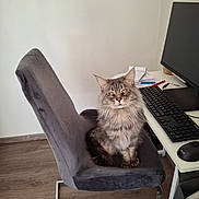 Udson a rejoint le concours — aidez-le/la à gagner de superbes lots ! cat, fluffy, gray_chair, office_chair, wooden_floor, desk, computer_keyboard, computer_mouse, monitor, home_office, pet, feline, indoor, sitting, looking_at_camera, fur, whiskers, ears, eyes, workspace