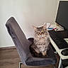 cat, fluffy, gray_chair, office_chair, wooden_floor, desk, computer_keyboard, computer_mouse, monitor, home_office, pet, feline, indoor, sitting, looking_at_camera, fur, whiskers, ears, eyes, workspace
