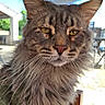 Udson a rejoint le concours — aidez-le/la à gagner de superbes lots ! cat, maine_coon, feline, whiskers, fur, outdoor, sunlight, shade, animal, pet, portrait, closeup, ears, nose, eyes, chair, wood, background, nature, daylight